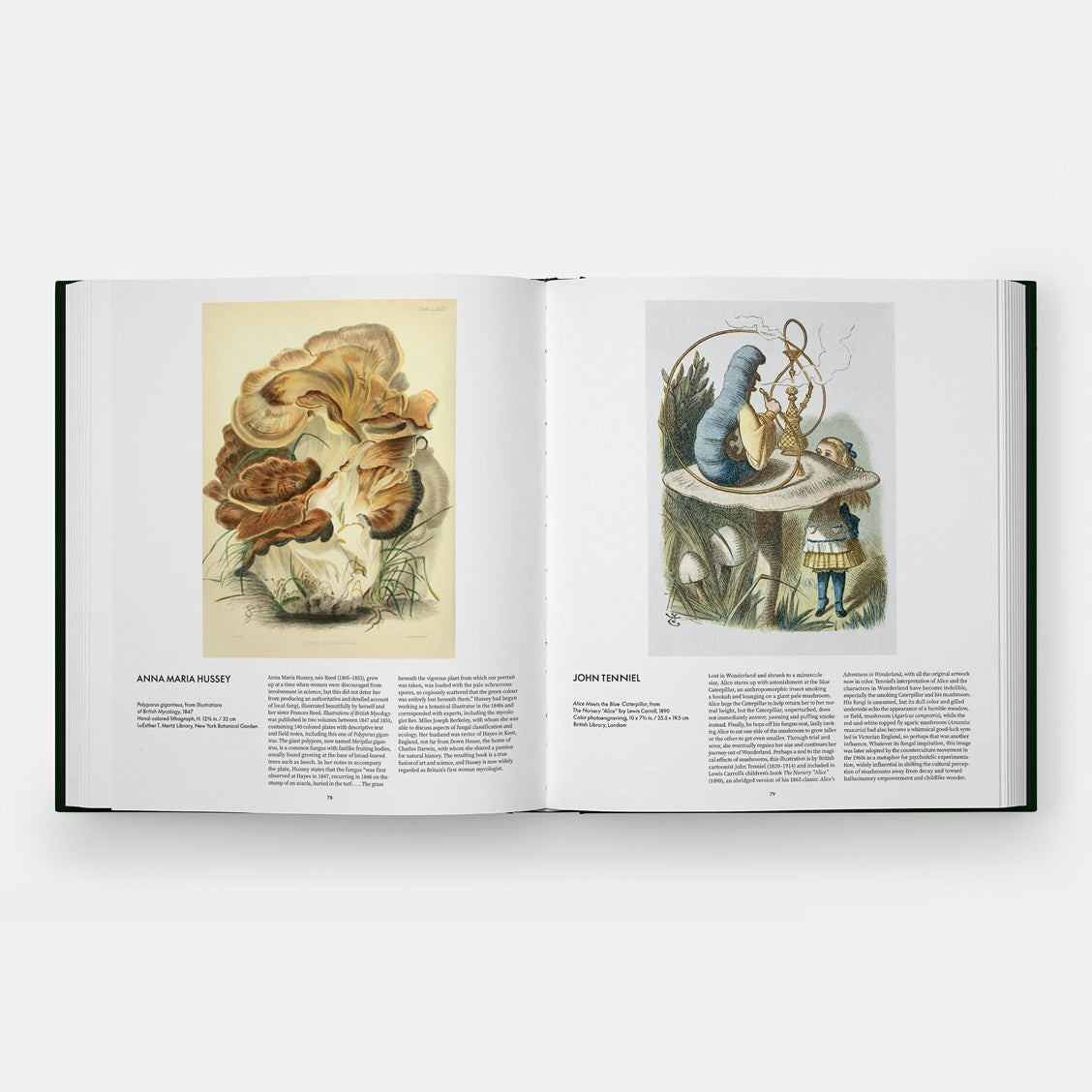 Fungi // The World of Mushrooms (Pre-order, Oct 15 2026)